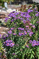 Purple Beauty Aster (Symphyotrichum novae-angliae 'Purple Beauty') at Lurvey Garden Center