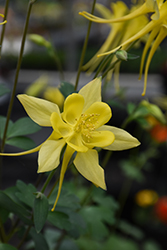 Yellow Star Columbine (Aquilegia chrysantha 'Yellow Star') at Lurvey Garden Center