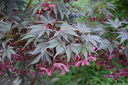 Red Dawn Full Moon Maple (Acer shirasawanum 'Red Dawn') at Lurvey Garden Center