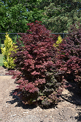 Twombly's Red Sentinel Japanese Maple (Acer palmatum 'Twombly's Red Sentinel') at Lurvey Garden Center