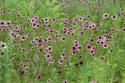 Tennessee Coneflower (Echinacea tennesseensis) at Lurvey Garden Center