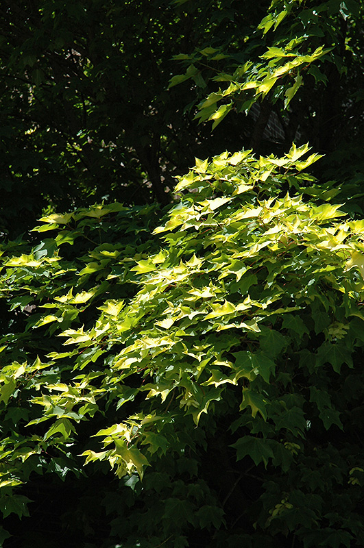 Golden Chinese Maple (Acer cappadocicum 'Aureum') in Des ...