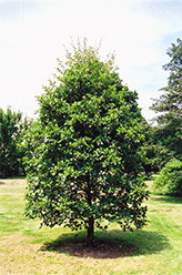 Common Alder (Alnus glutinosa) at Lurvey Garden Center