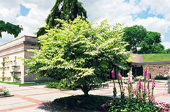 Variegated Japanese Angelica Tree (Aralia elata 'Variegata') at Lurvey Garden Center