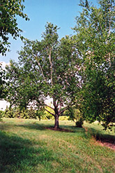 Dahurian Birch (Betula davurica) at Lurvey Garden Center