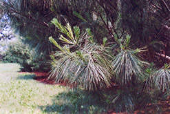 Himalayan Blue Pine (Pinus wallichiana) at Lurvey Garden Center