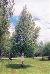 European Birch (Betula pendula) at Lurvey Garden Center