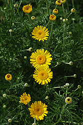 Kelwayi Marguerite Daisy (Anthemis tinctoria 'Kelwayi') at Lurvey Garden Center