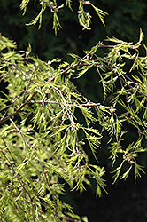 Filigree Lace European Birch (Betula pendula 'Filigree Lace') at Lurvey Garden Center
