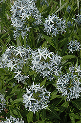 Blue Star Flower (Amsonia tabernaemontana) at Lurvey Garden Center