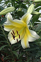 Conca D'Or Lily (Lilium 'Conca D'Or') at Lurvey Garden Center