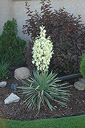 Small Soapweed (Yucca glauca) at Lurvey Garden Center