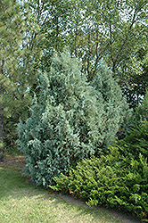 Wichita Blue Juniper (Juniperus scopulorum 'Wichita Blue') at Lurvey Garden Center
