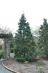 Sullivan Nootka Cypress (Chamaecyparis nootkatensis 'Sullivan') at Lurvey Garden Center