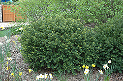 Berg Yew (Taxus x media 'Berg') at Lurvey Garden Center