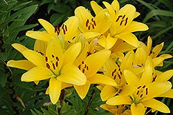 Gironde Lily (Lilium 'Gironde') at Lurvey Garden Center