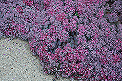 Lidakense Stonecrop (Sedum cauticola 'Lidakense') at Lurvey Garden Center
