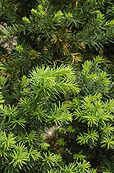 Hicks Yew (Taxus x media 'Hicksii') at Lurvey Garden Center