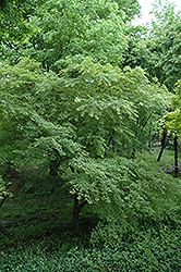 Mure Hibari Japanese Maple (Acer palmatum 'Mure Hibari') at Lurvey Garden Center
