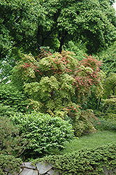 Shindeshojo Japanese Maple (Acer palmatum 'Shindeshojo') at Lurvey Garden Center