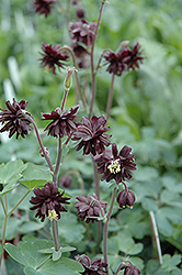 Black Barlow Columbine (Aquilegia vulgaris 'Black Barlow') at Lurvey Garden Center