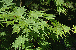 Sode No Uchi Dwarf Siebold Maple (Acer sieboldianum 'Sode No Uchi') at Lurvey Garden Center