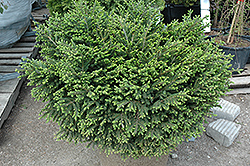 Bergman's Gem Oriental Spruce (Picea orientalis 'Bergman's Gem') at Lurvey Garden Center