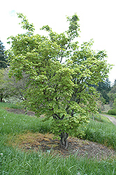 Siebold Maple (Acer sieboldianum) at Lurvey Garden Center
