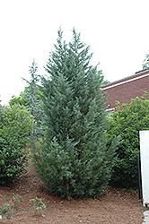 Burk's Redcedar (Juniperus virginiana 'Burkii') at Lurvey Garden Center