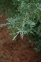 Burk's Redcedar (Juniperus virginiana 'Burkii') at Lurvey Garden Center