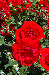 Showbiz Rose (Rosa 'Showbiz') at Lurvey Garden Center
