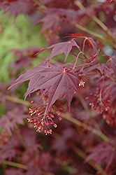Tsukushigata Red Japanese Maple (Acer palmatum 'Tsukushigata') at Lurvey Garden Center