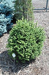 Sherwood Compact Norway Spruce (Picea abies 'Sherwood Compact') at Lurvey Garden Center