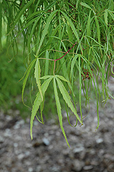 Koto No Ito Japanese Maple (Acer palmatum 'Koto No Ito') at Lurvey Garden Center