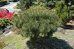 Japanese Umbrella Pine (Pinus densiflora 'Umbraculifera') at Lurvey Garden Center