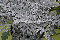 Silver Lace Dusty Miller (Artemisia stelleriana 'Silver Lace') at Lurvey Garden Center