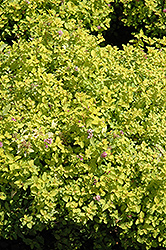 Golden Elf Spirea (Spiraea japonica 'Golden Elf') at Lurvey Garden Center