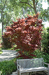 Pixie Japanese Maple (Acer palmatum 'Pixie') at Lurvey Garden Center