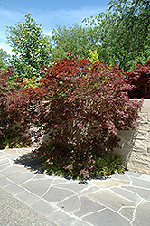 Sherwood Flame Japanese Maple (Acer palmatum 'Sherwood Flame') at Lurvey Garden Center