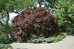 Burgundy Lace Japanese Maple (Acer palmatum 'Burgundy Lace') at Lurvey Garden Center