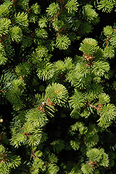 Sherwood Compact Norway Spruce (Picea abies 'Sherwood Compact') at Lurvey Garden Center