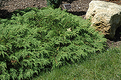 Russian Cypress (Microbiota decussata) at Lurvey Garden Center