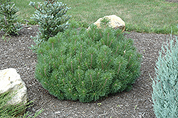 Enci Mugo Pine (Pinus mugo 'Enci') at Lurvey Garden Center