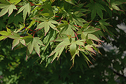 Tobiosho Japanese Maple (Acer palmatum 'Tobiosho') at Lurvey Garden Center