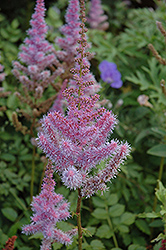 Purple Candles Astilbe (Astilbe chinensis 'Purple Candles') at Lurvey Garden Center