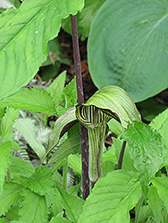 Dark Japanese Jack-In-The-Pulpit (Arisaema triphyllum 'ssp. triphyllum (dark form)') at Lurvey Garden Center