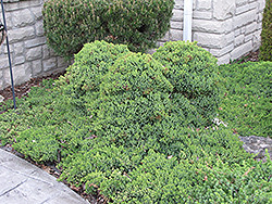 Dwarf Japanese Garden Juniper (Juniperus procumbens 'Nana') at Lurvey Garden Center
