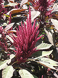 Hopi Red Dye Amaranthus (Amaranthus cruentus 'Hopi Red Dye') at Lurvey Garden Center