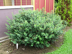 Tor Spirea (Spiraea betulifolia 'Tor') at Lurvey Garden Center