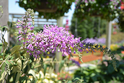 InSpired Violet Butterfly Bush (Buddleia 'ILVOargus2') at Lurvey Garden Center
